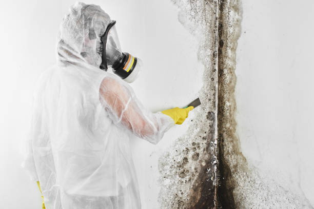 Best White Mold Remediation in USA